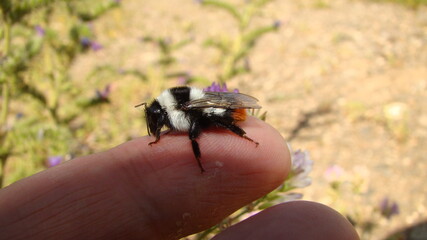 Bumblebee resting on my finger, exotic veterinarian holding an insect, 
Bee in the woods, forest.
Bees in the wild nature, wildlife.
Bugs, bug, bees, animals, animal, arthropods, invertebrates