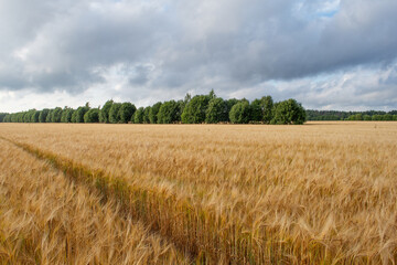 wheat field and sky