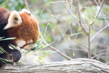 レッサーパンダ