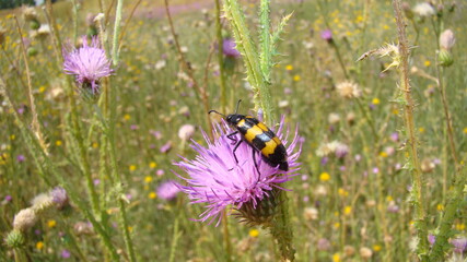 Obraz premium Beetle insect A beautiful beetle is looking for nectar on the white bush flowers. This Armored animal is pollinating the flower. The Beauty of Pollination and fertilization