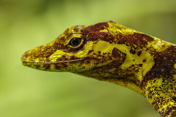 Close-up of a tree lizard of the genus Anolis