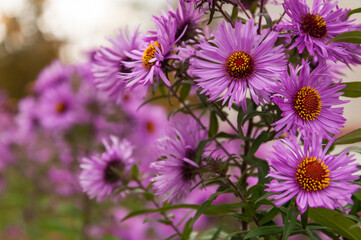 Floral background of autumn purple aster flowers on a bush with selective focus on the petals and blurred background.