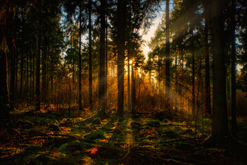 Wald Sonnenlicht