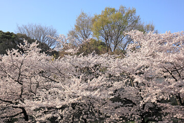 桜