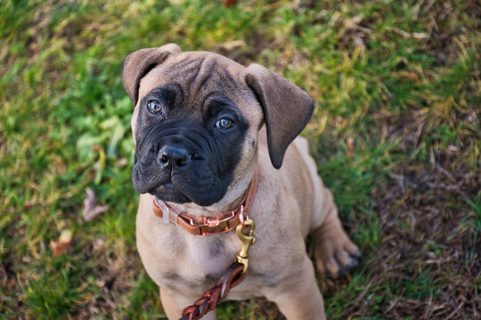 2020-11-03 A BULLMASTIFF PUPPY LOOKING UP WITH A SOFT FOCUS BODY AND BOKEN BACKGROUND.
