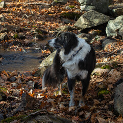Collie shepherd dog in the leafy forest in autumn
