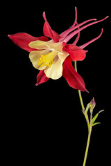Red flower of aquilegia, blossom of catchment closeup, isolated on black background