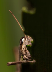 A grasshopper eating