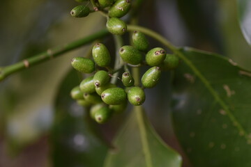 apanese aucuba berries / Aucubaceae evergreen shrub