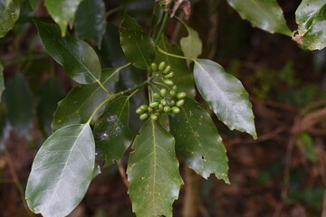 apanese aucuba berries / Aucubaceae evergreen shrub