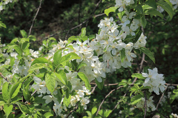 ズミ（コナシ）