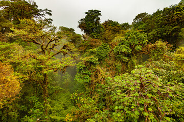A walk through the clouds over a bridge above the canopy of the up to 60 meter tall trees of the rainforest of Costa Rica