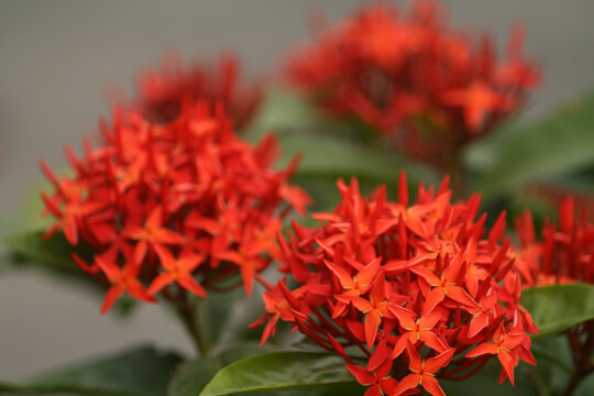 Selective focus shot of red Ixora flower