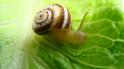 Snail moving on a lettuce leaf.
Focus on the eyes 
Snail Muller gliding on the wet leaves. Large white mollusk snails with brown striped shell, crawling on vegetables. Helix pomatia, Burgundy, Roman. 