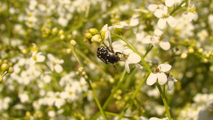 Beetle insect
A beautiful beetle is looking for nectar on the white bush flowers.
This Armored animal is pollinating the flower.
The Beauty of Pollination and fertilization