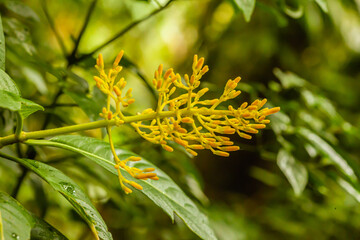 A walk through the clouds over a bridge above the canopy of the up to 60 meter tall trees of the rainforest of Costa Rica