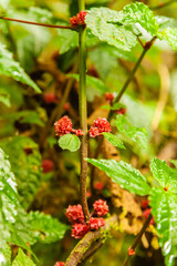 A walk through the clouds over a bridge above the canopy of the up to 60 meter tall trees of the rainforest of Costa Rica