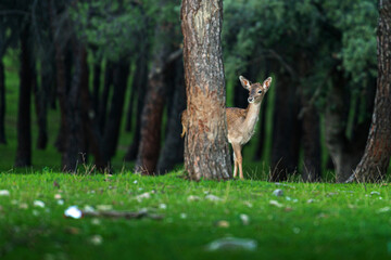 Young deer