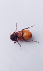 An isolated bug on white background