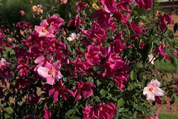 Floral. Exotic roses. Closeup view of a beautiful Rosa Mutabilis flowers of light pink and fuchsia petals, spring blooming in the garden.