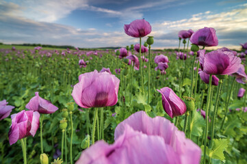 Beautifully blossomed opium poppy flowers in the field under the cloudy sky - obrazy, fototapety, plakaty