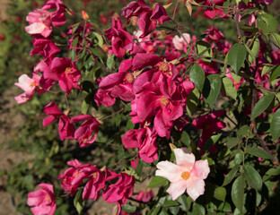 Floral. Exotic roses. Closeup view of a beautiful Rosa Mutabilis flowers of light pink and fuchsia petals, spring blooming in the garden.