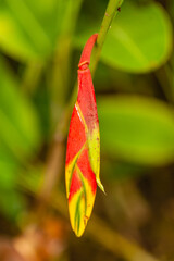 Costa Rica has a very rich flora, hundreds of tropical plants will amaze you