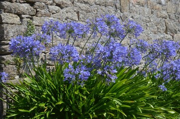 Agapanthus (Agapante), Bretagne, France