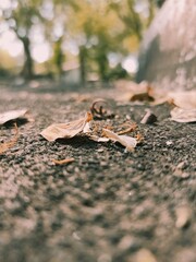 autumn leaves on the ground