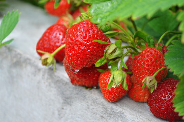 Fototapeta na wymiar Red ripe garden strawberry close-up, selective focus.