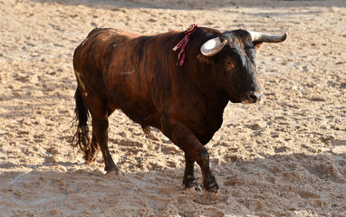 aggressive bull running on the bullring in the traditional spectacle of bullfight