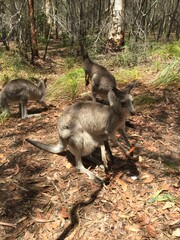 モリセットパークの野性カンガルー