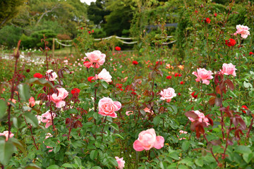 ばら フラワーガール