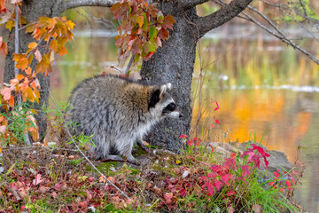 Raccoon paused at Shoreline with Autumn Reflections
