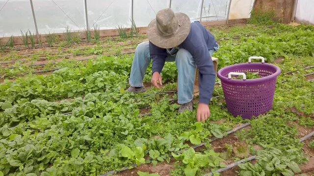 High angle shot of farmer picking greens in a greenhouse.