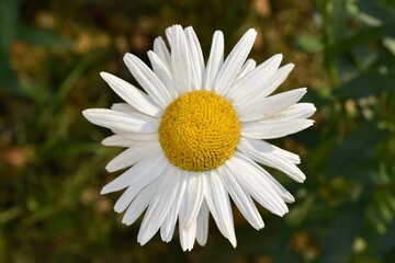Fototapeta premium Closeup of an oxeye daisy flower