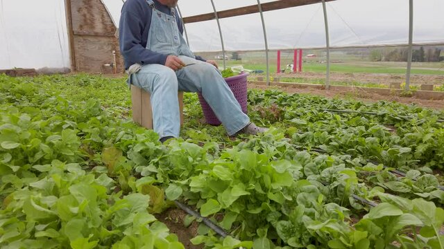 Camera rises and focus shift from greens to farmer in a greenhouse.
