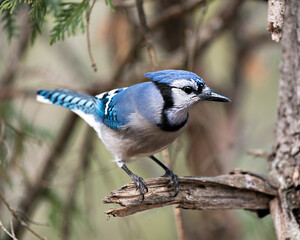 Blue Jay Photo Stock. Blue Jay  close-up profile view perched on a branch with a blur background in the forest environment and habitat. Image. Picture. Portrait.