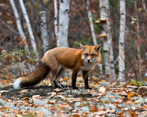 Fox stock photos. Red fox close-up profile view displaying fox fur, fox tail with a blur birch tree background in its environment and habitat. Fox image. Fox picture.