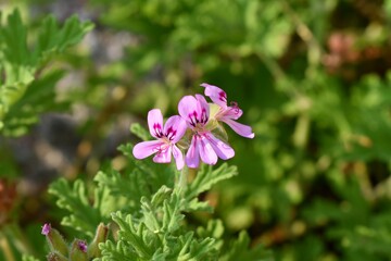 Closeup of rose geranium, Turkey