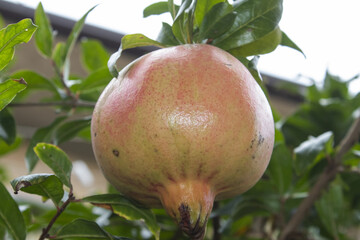 La melagrana sull'albero