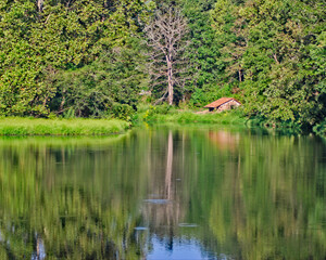 Fototapeta premium An old barn stands beside a calm lake dotted with the swirls of fish eating bugs on the surface.