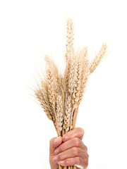 A handful of ripe wheat in front of a white background