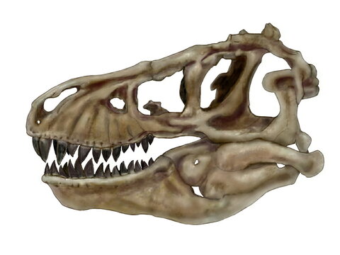 ティラノサウルス　白亜紀後期の大型肉食恐竜の頭骨。上下の顎は重く鼻先は細長い。頭部を真正面から見るとフクロウのような視野の広がりをもつ。巨大な上顎が視野を妨げるような構造ではなく、獲物との距離感が正確につかめるような構造である。イラストは側面から描いた再現図。骨まで粉砕できる重厚な顎。歯にはステーキナイフのような刻みがあり、出血した獲物を優れた嗅覚で悠然と追跡し、逃さない。