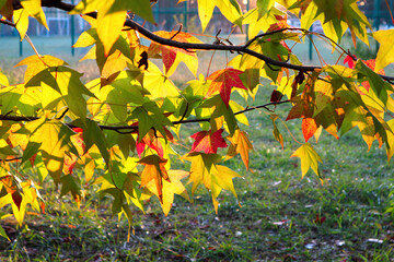 Naklejka na ściany i meble Autumn yellow and red leaves of Liquidambar styraciflua (American sweetgum, Amber tree). Fall season