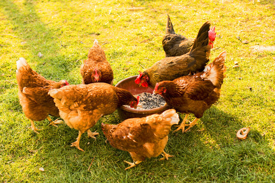 Flock of chicken eating seeds on the grass in a rural area