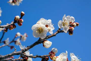 ウメの花