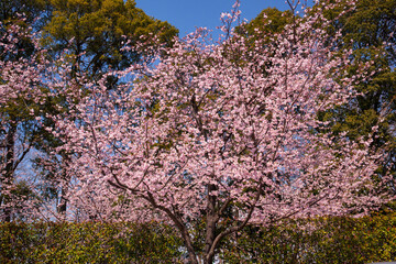 安行寒桜