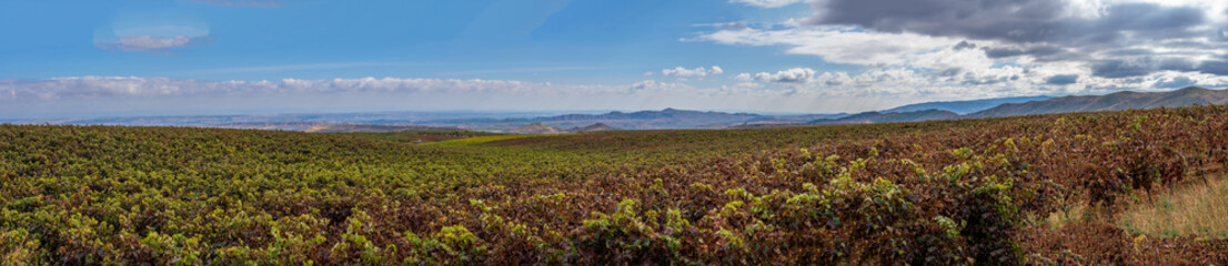 Obraz premium Panoramic view of vineyards in autumn, variety of colors ocher, red, orange, brown, green giving life to the beautiful landscapes of La Rioja Spain