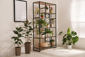Fototapeta na wymiar Shelving unit with collection of beautiful houseplants indoors